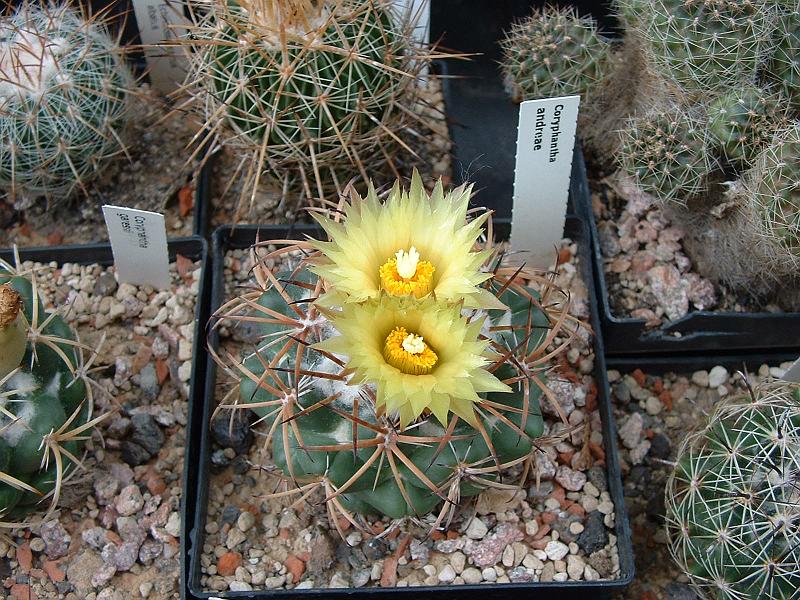 Coryphantha andreae_1.JPG